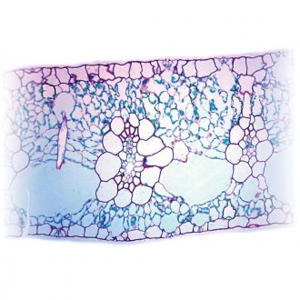 Water Hyacinth Leaf, cross section, Microscope Slide