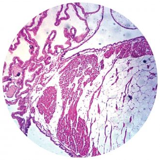 Mussel Gills, cross section, Microscope Slide