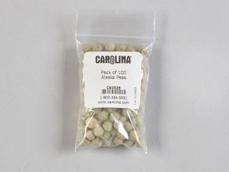 Pea Seeds, pack of 100