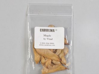 Maple Wings