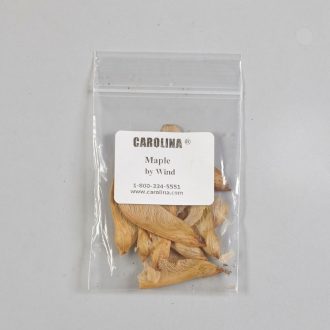 Maple Wings