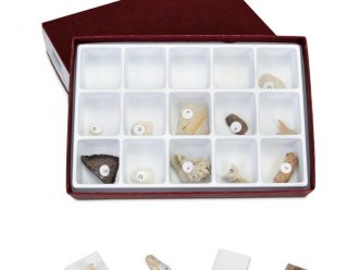 Cenozoic Fossil Collection