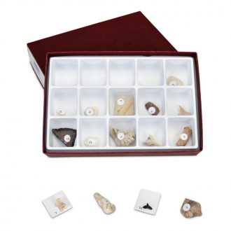 Cenozoic Fossil Collection