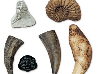 Fossil Kit