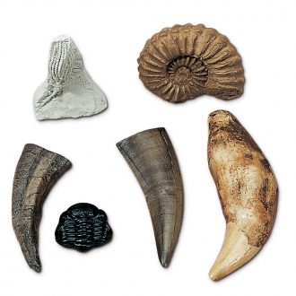Fossil Kit