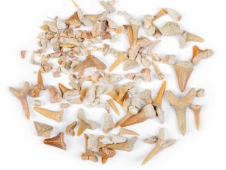 Fossil Shark Teeth Grab Bag, 60-70