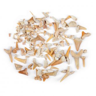Fossil Shark Teeth Grab Bag, 60-70