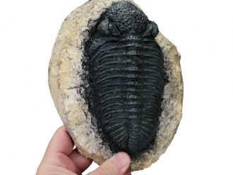 Giant Trilobite Replica