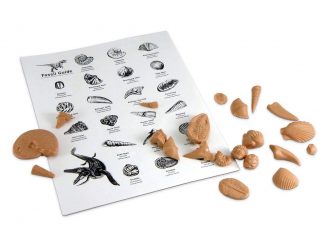 Fossil Kit, 21 piece