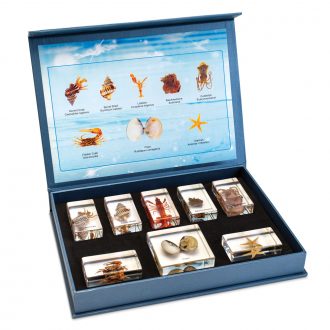 Marine Animal Kingdom Set, Plastomount