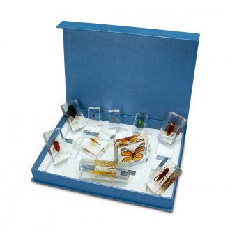 Insect Collection Set 2, Plastomount Mounted