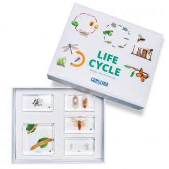 Carolina® Silkworm Life Cycle Set