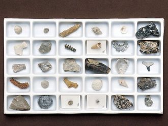 Advanced Fossil Collection