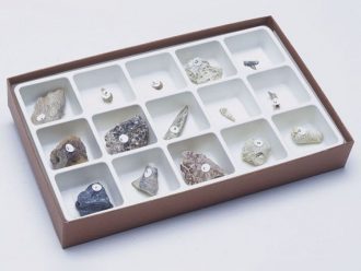 Types of Fossilization Collection