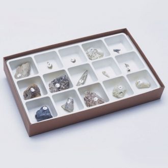 Types of Fossilization Collection