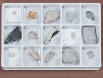 Paleozoic Fossil Collection