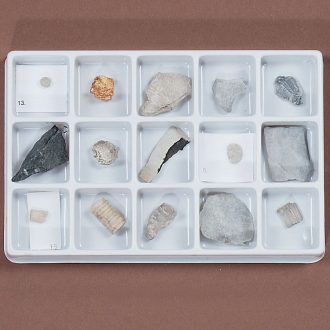 Paleozoic Fossil Collection