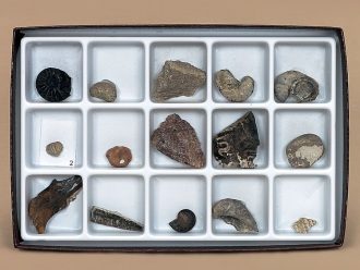 Mesozoic Fossil Collection