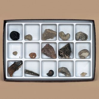 Mesozoic Fossil Collection