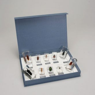 Harmful Insects Collection, Plastomount