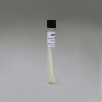 Bacillus megaterium, Living, Tube