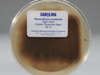 Penicillium notatum, Living, Plate