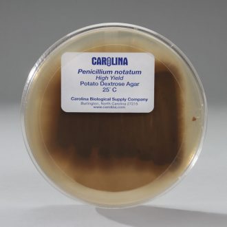 Penicillium notatum, Living, Plate