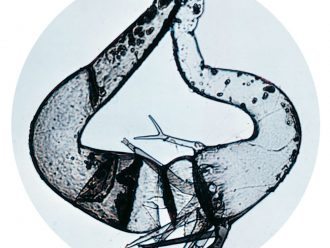 Phycomyces blakesleeanus (+), Living, Tube