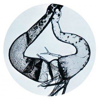 Phycomyces blakesleeanus (+), Living, Tube