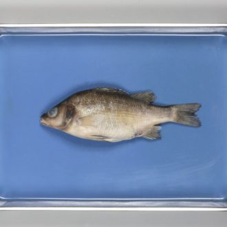 Formalin Perch, 9''+, Single Injection, 1 Per Bag