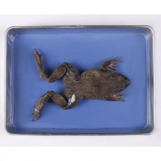 Formalin Bullfrog, 5''+, Double Injection, Bulk Bag