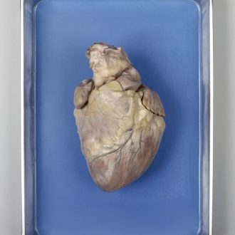 Formalin Pig Heart, Plain, 1 Per Bag