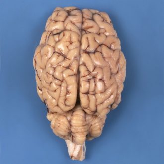 Formalin Sheep Brain, Dura Mater Removed, Hypophysis Intact, Plain, 1 Per Bag