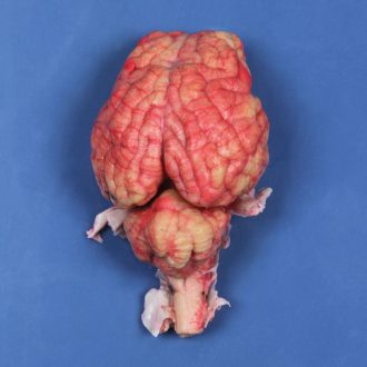 Formalin Sheep Brain, Dura Mater Removed, Single Injection, Bulk Bag