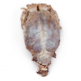 Formalin Sheep Brain, Dura Mater Intact, Plain, Bulk Bag
