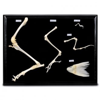 Hind Limb Set