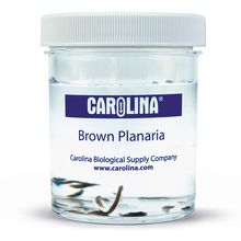 Brown Planaria, Culture 8-Pack, Living