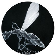 WOWBugs (Melittobia digitata), Living, Culture of 50-100