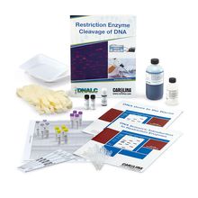 Restriction Enzyme Cleavage of DNA 4-Station Kit
