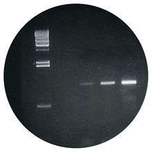 Lambda Amplification and Electrophoresis Kit with CarolinaBLU® Stain and 0.2-mL Tubes (with perishables)