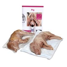 Fetal Pig Dissection BioKit®