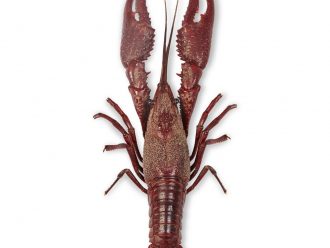 Carolina's Perfect Solution® Crayfish, 4''+, Plain, Bulk Bag of 10