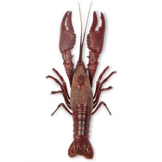 Carolina's Perfect Solution® Crayfish, 4''+, Single Injection, Bulk Bag of 10