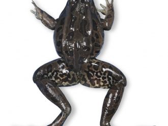 Carolina's Perfect Solution® Frog, 4 to 5'', Double Injection, 1 Per Bag