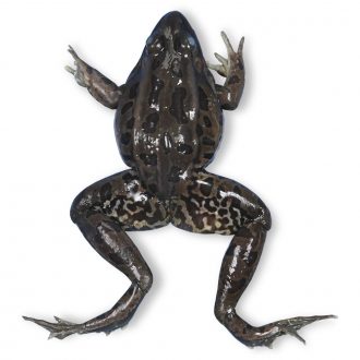 Carolina's Perfect Solution® Frog, 4 to 5'', Double Injection, Bulk Bag