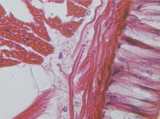 Microscope Slide Set, Kingdoms Survey