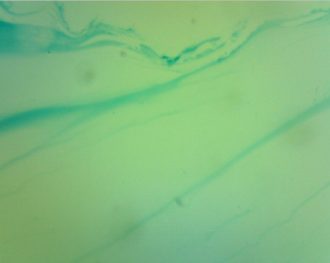 Microscope Slide Set, Kingdoms Survey - Image 3