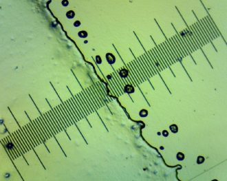 Microscope Slide Set, Kingdoms Survey - Image 4